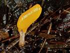 Habitus