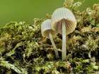 Habitus
