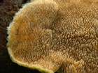Habitus