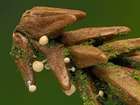 Habitus
